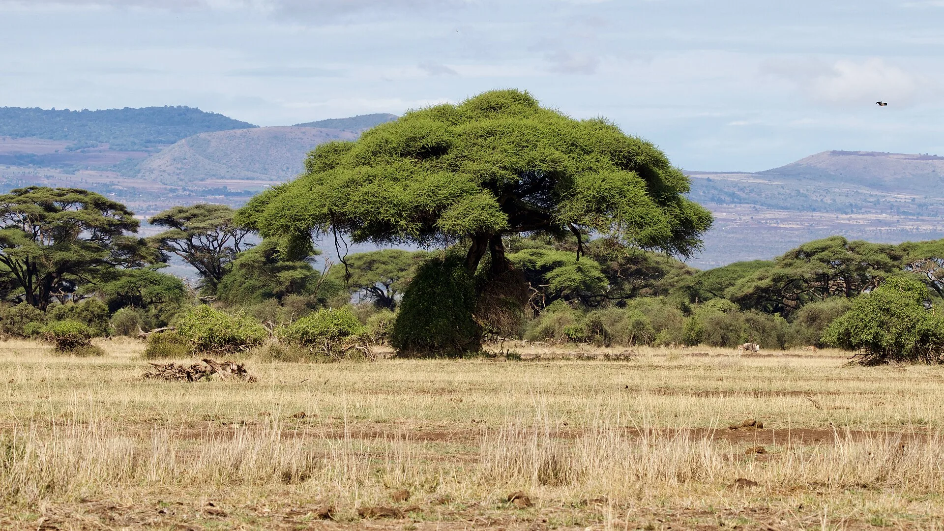Amboseli en bref