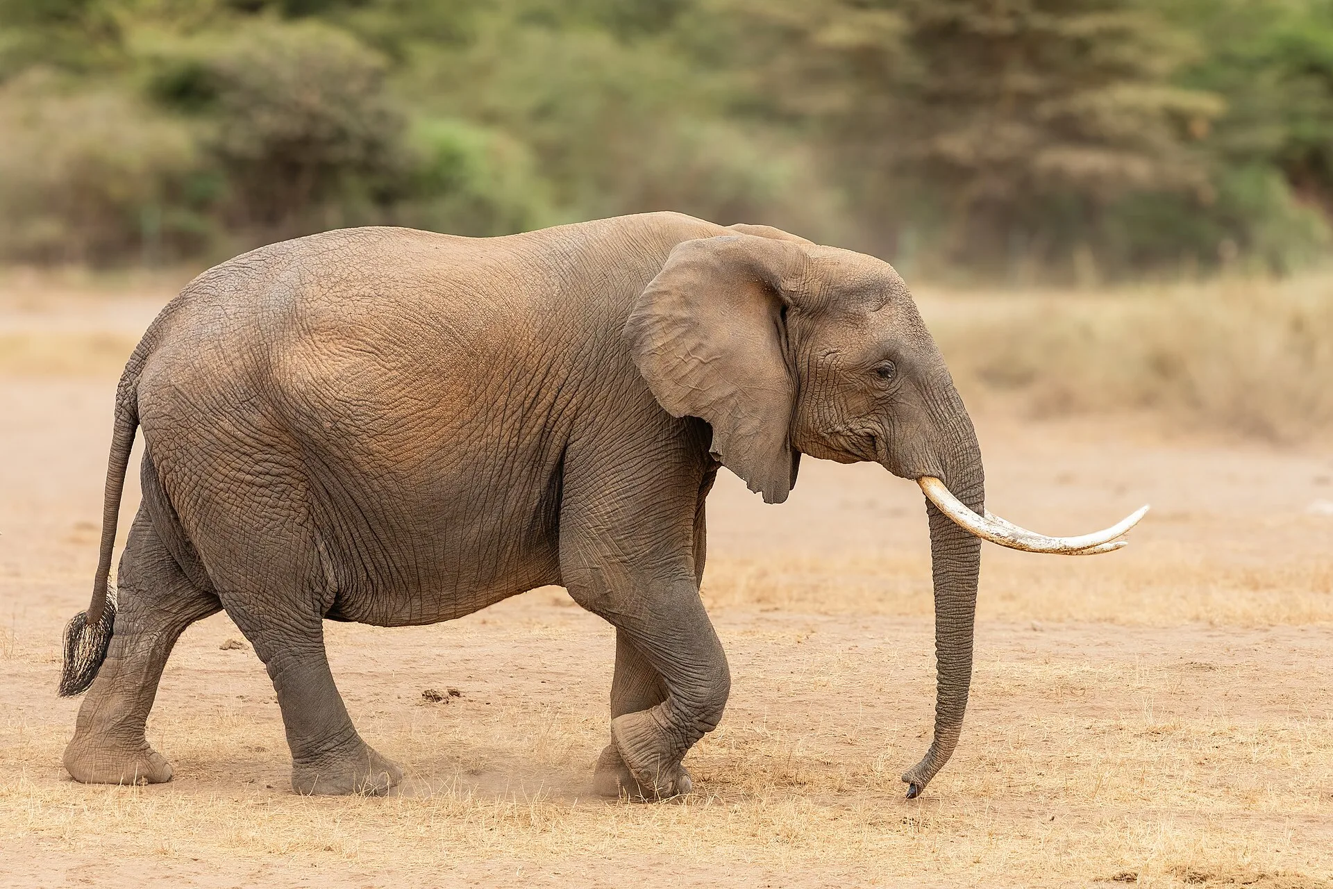 Les éléphants d'Amboseli