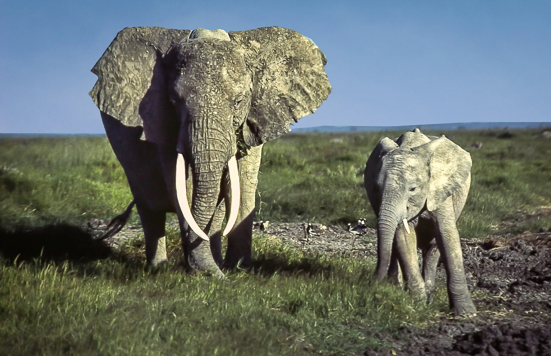 Éléphant d'Afrique dans le parc national d'Amboseli, au Kenya