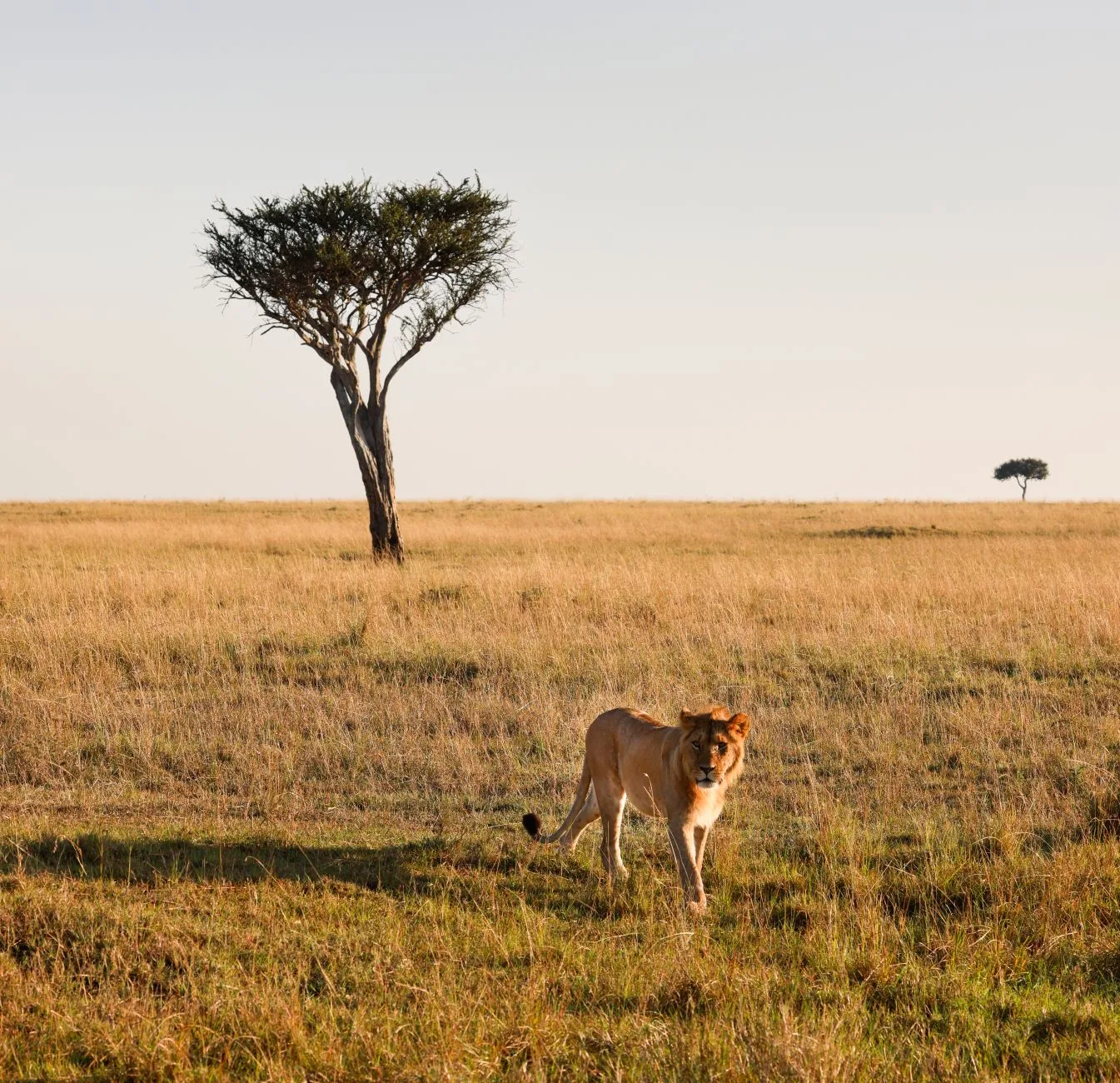 Lion dans le paysage de savane du Masai Mara au Kenya