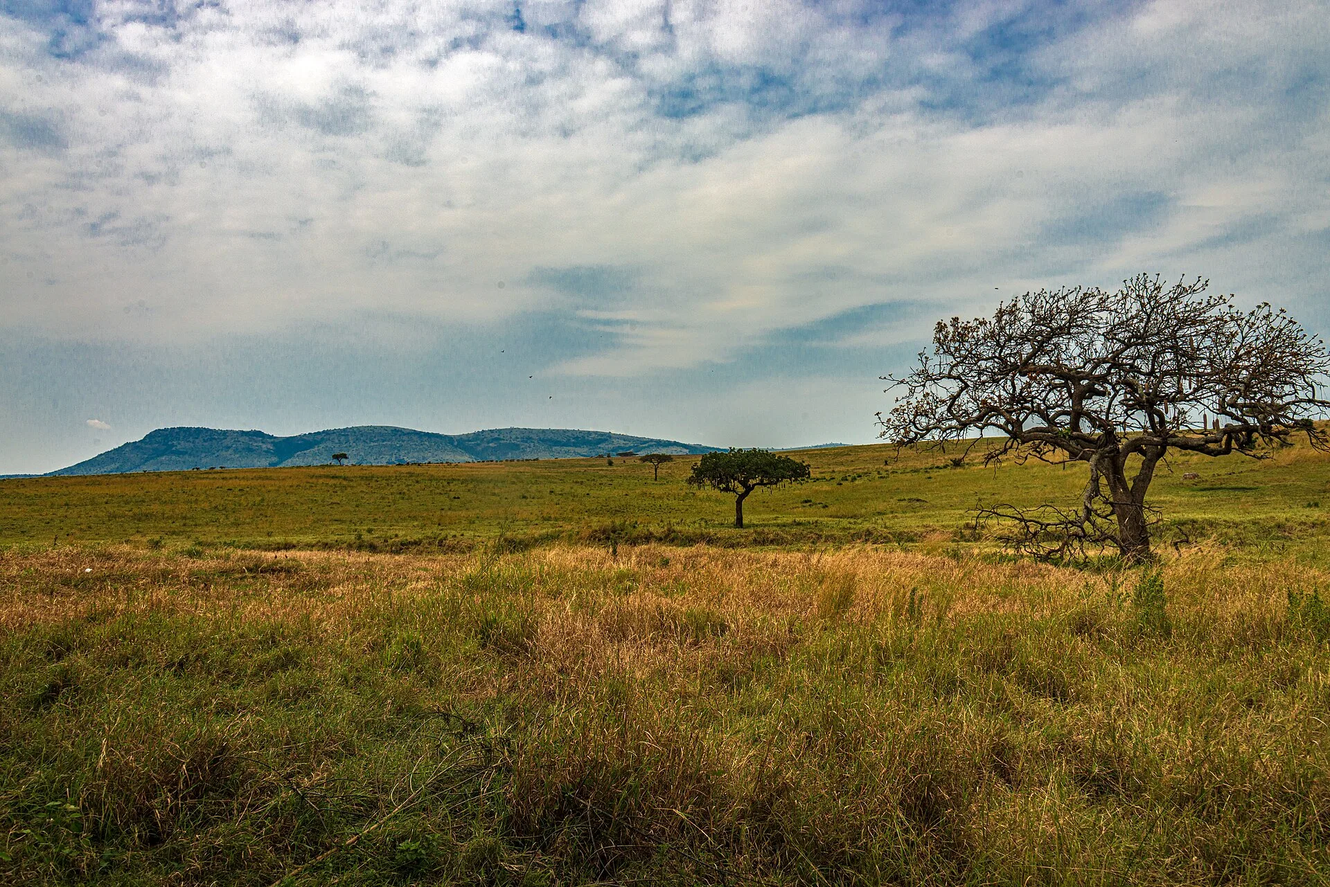 Paysage de savane à la frontière entre le Kenya et la Tanzanie