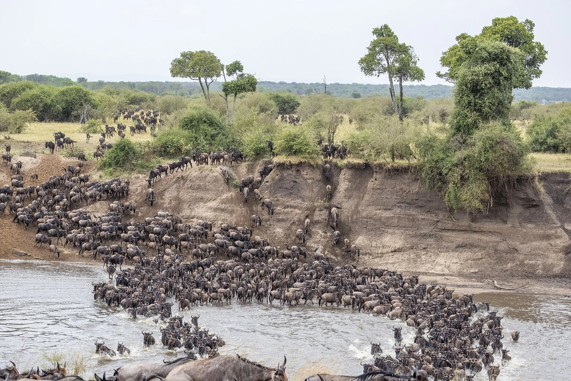 La grande migration des gnous
