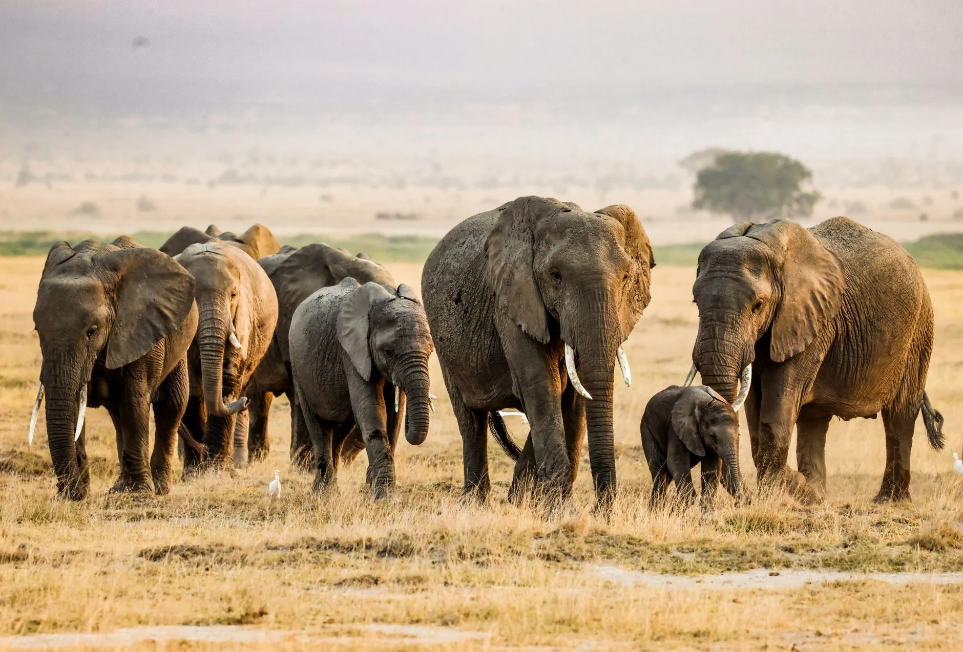 Amboseli, les éléphants face au Kilimandjaro