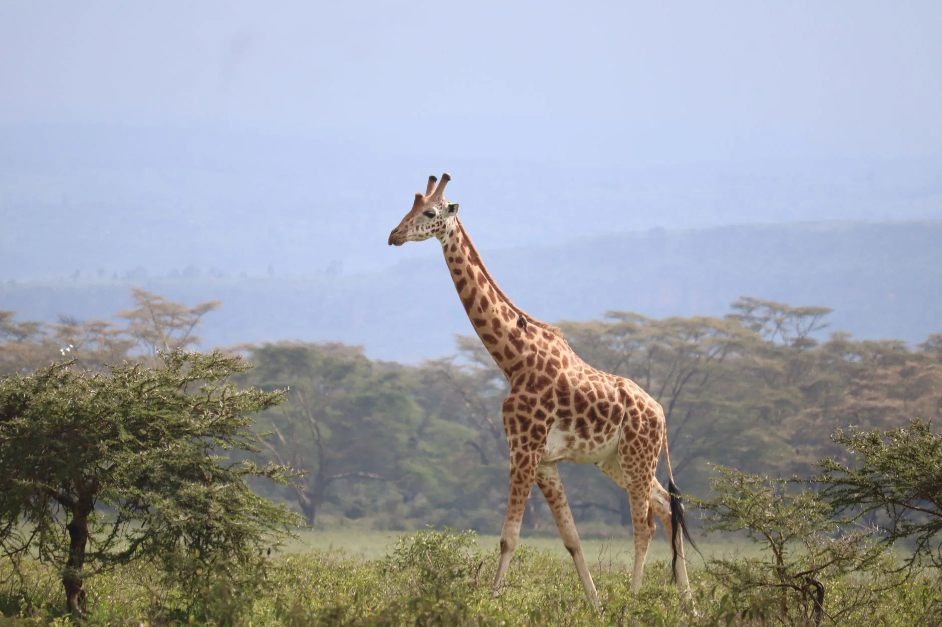 Nairobi National Park, un safari aux portes de la capitale